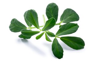 Fenugreek in Spanish | English to Spanish Translation