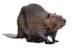 Beaver in Spanish | English to Spanish Translation - SpanishDictionary.com