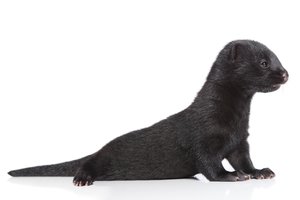 Mink in Spanish | English to Spanish Translation - SpanishDictionary.com