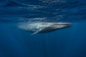 Whale in Spanish | English to Spanish Translation - SpanishDictionary.com
