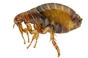 Pulga