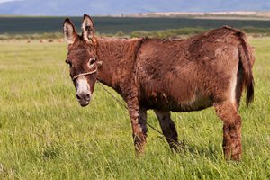 Mule in Spanish | English to Spanish Translation - SpanishDictionary.com