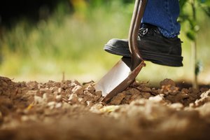 Dig in Spanish | English to Spanish Translation - SpanishDictionary.com