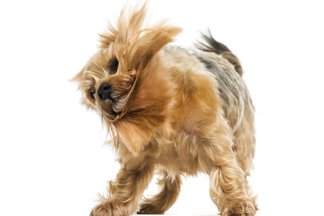 Menea Spanish To English Translation Spanishdict menea spanish to english translation