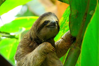 The Sloth Traductor De Ingles A Espanol Ingles Com