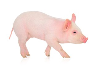 Puerco Spanish To English Translation Spanishdict