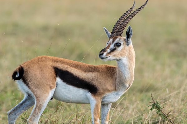 an image to describe the word 'gazelle'
                
                which generally used in a context of animal
                
                