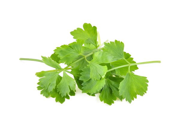 culantro-spanish-to-english-translation-spanishdict