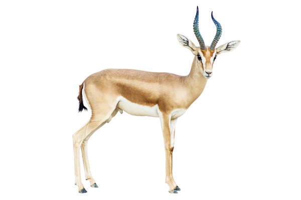 an image to describe the word 'antelope'
                
                which generally used in a context of animal
                
                