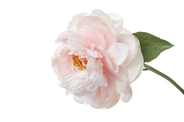 Peony in Spanish English to Spanish Translation