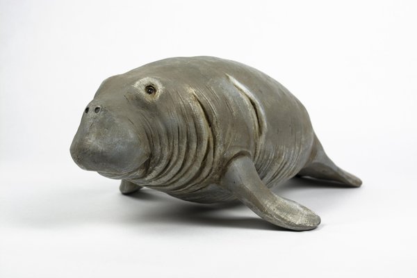 an image to describe the word 'manatee'
                
                which generally used in a context of animal
                
                