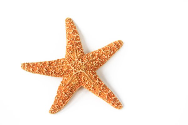 an image to describe the word 'starfish'
                
                