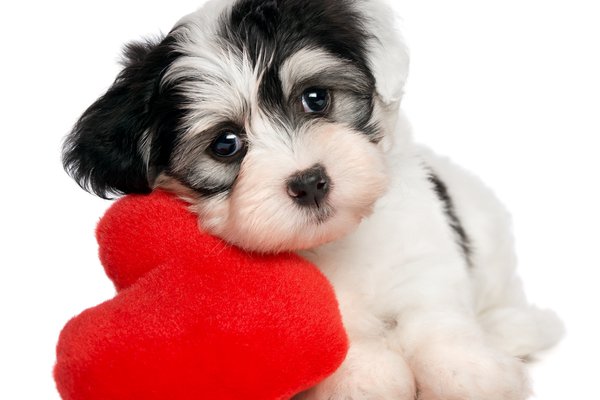 Cute in Spanish | English to Spanish Translation - SpanishDictionary.com