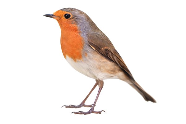 an image to describe the word 'robin'
                
                which generally used in a context of animal
                
                