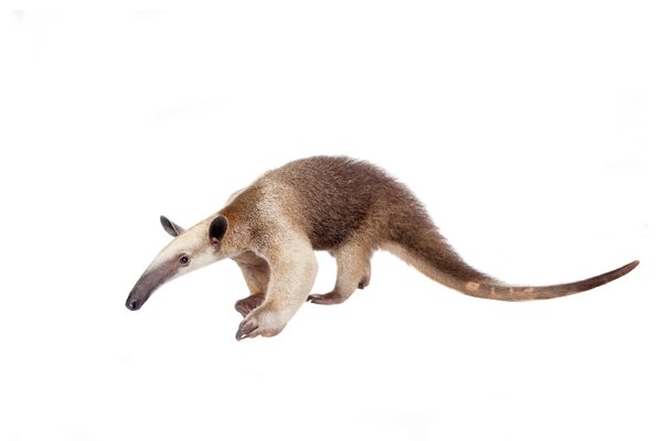 an image to describe the word 'anteater'
                
                which generally used in a context of animal
                
                
