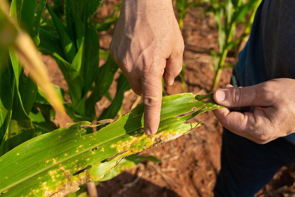 Peste Spanish to English Translation