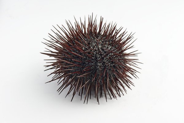 an image to describe the word 'sea urchin'
                
                which generally used in a context of animal
                
                
