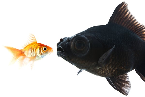 an image to describe the word 'big'
                
                which generally used in a context of size
                
                