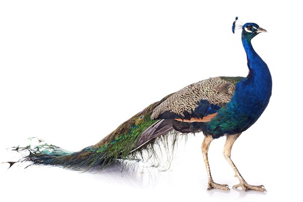 an image to describe the word 'peacock'
                
                which generally used in a context of animal
                
                