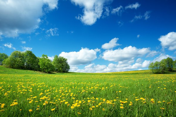 Campo | Spanish to English Translation - SpanishDictionary.com