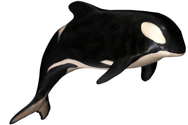 Killer whale in Spanish | English to Spanish Translation