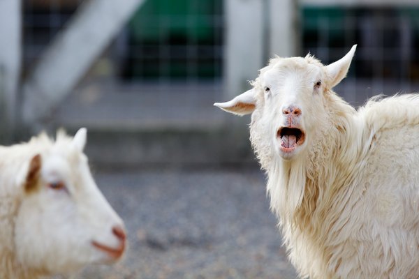 Baaing In Spanish English To Spanish Translation SpanishDict