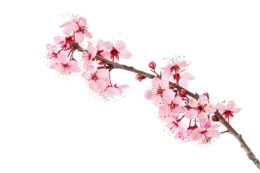 Cherry blossom in Spanish English to Spanish Translation
