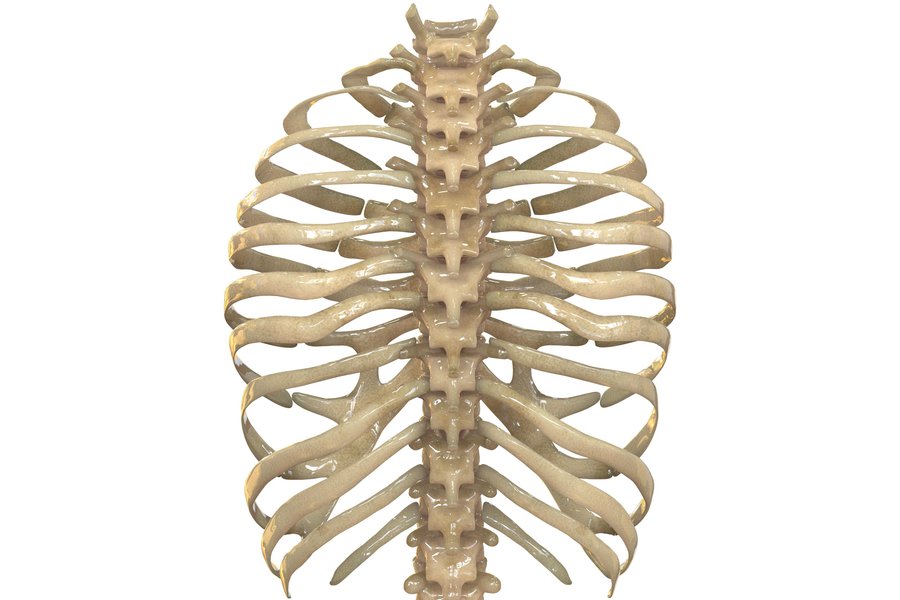 Rib in Spanish English to Spanish Translation