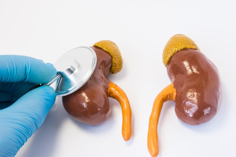 Adrenal glands in Spanish English to Spanish Translation