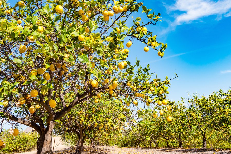 Lemon tree in Spanish English to Spanish Translation
