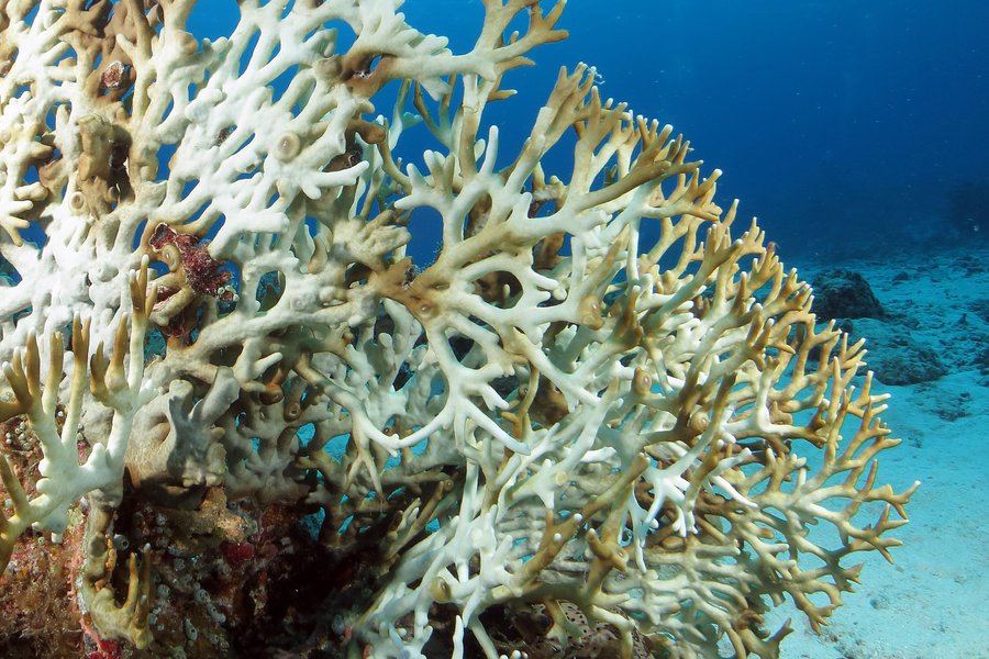 Coral bleaching | Traductor de inglés a español - inglés.com