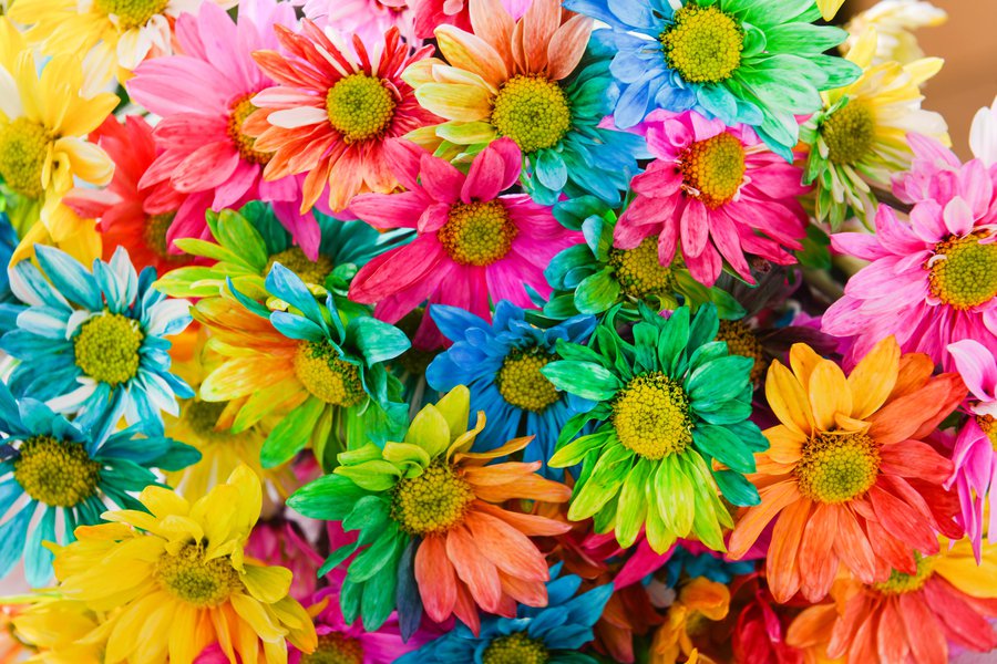 Colorful flowers in Spanish English to Spanish Translation