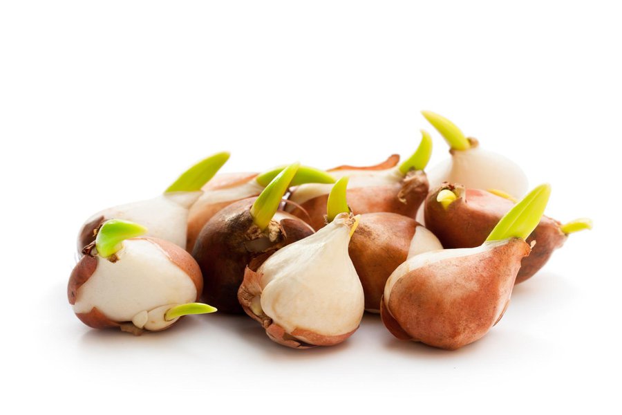 Bulb in Spanish English to Spanish Translation