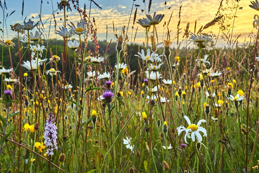 Silvestres en inglés Traductor de español a inglés