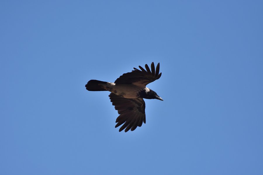 Extender en inglés Traductor de español a inglés