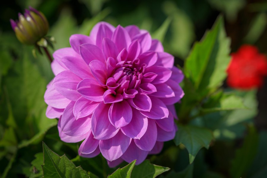 Dahlia in Spanish English to Spanish Translation