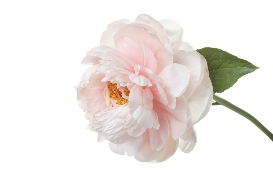 Peony in Spanish English to Spanish Translation
