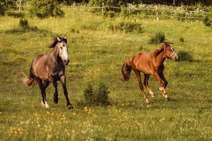Run around in Spanish English to Spanish Translation
