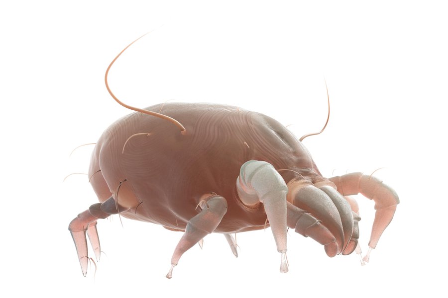 Mite in Spanish | English to Spanish Translation - SpanishDictionary.com