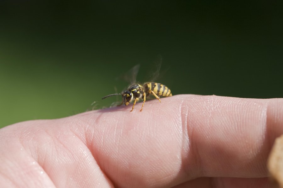 Sting in Spanish English to Spanish Translation