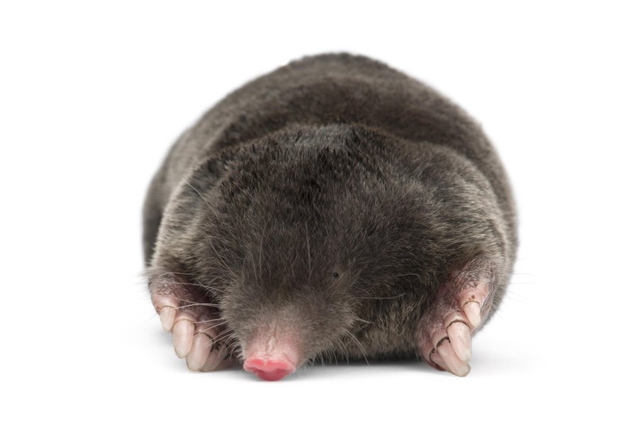 Mole in Spanish English to Spanish Translation