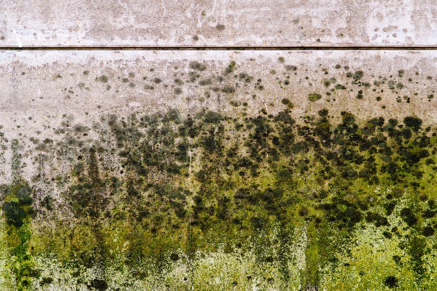 Mildew in Spanish English to Spanish Translation