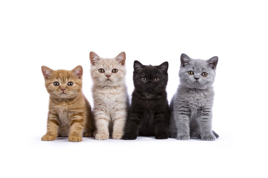 Feline in Spanish | English to Spanish Translation - SpanishDictionary.com