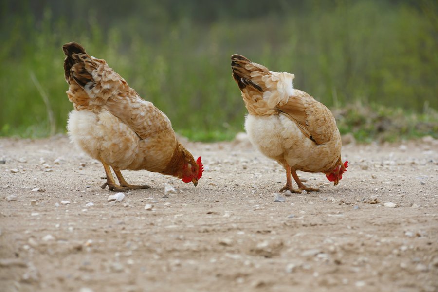 The Chicken In Spanish English To Spanish Translation
