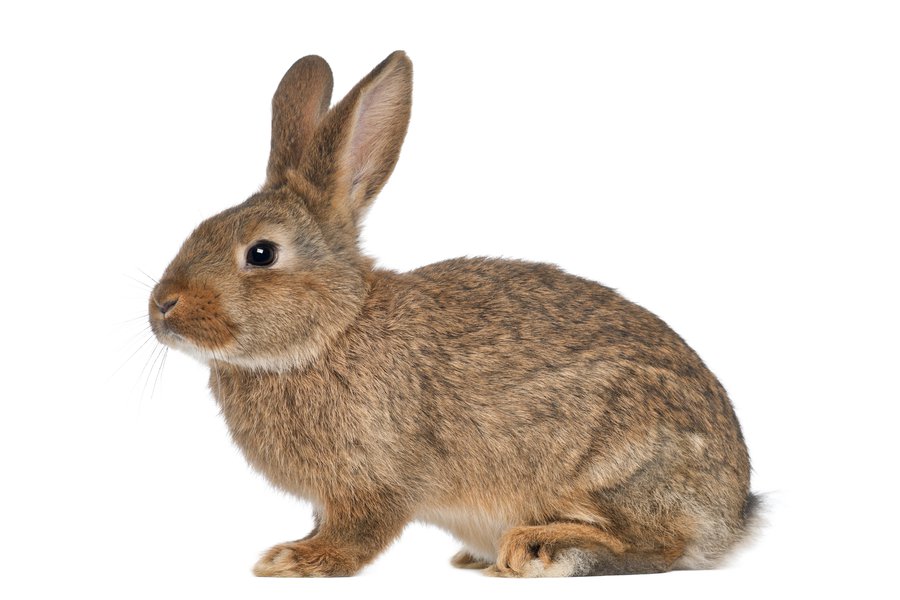 Conejo Spanish to English Translation