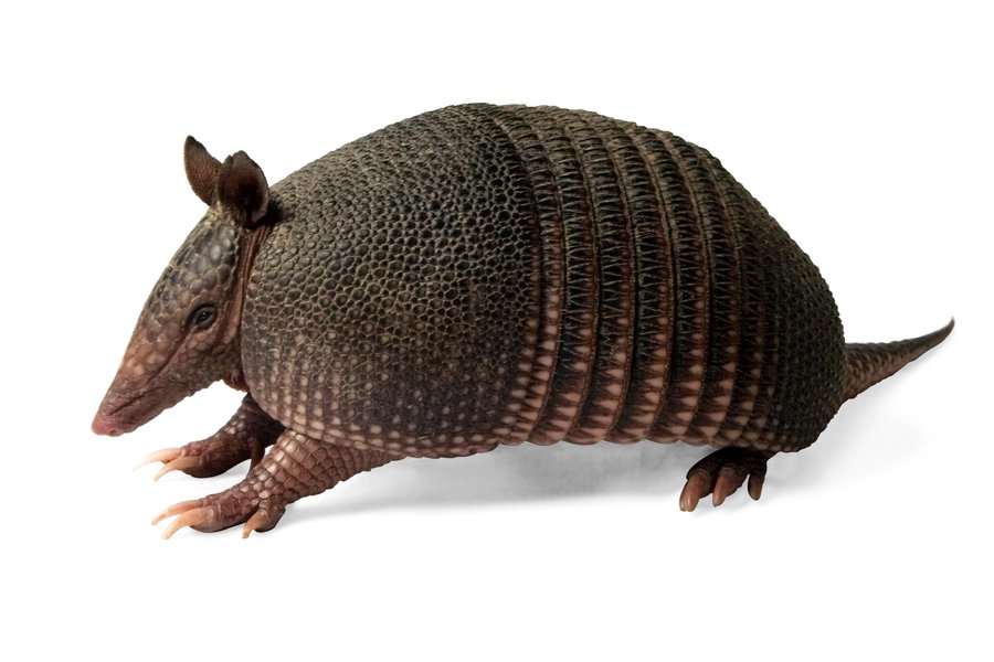 Armadillo Traductor de inglés a español