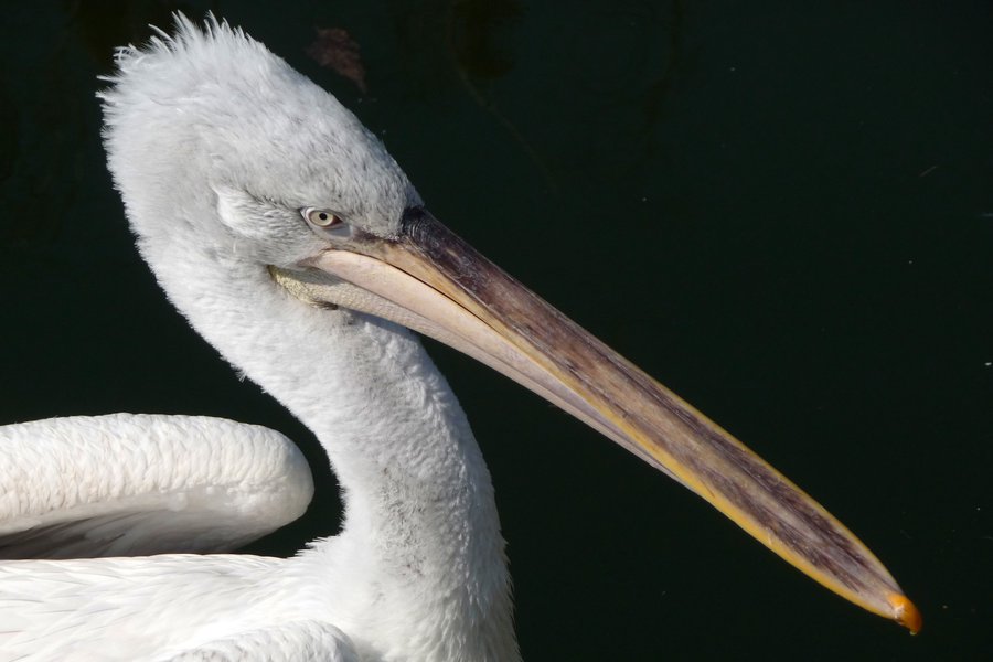 Picos Spanish to English Translation SpanishDict