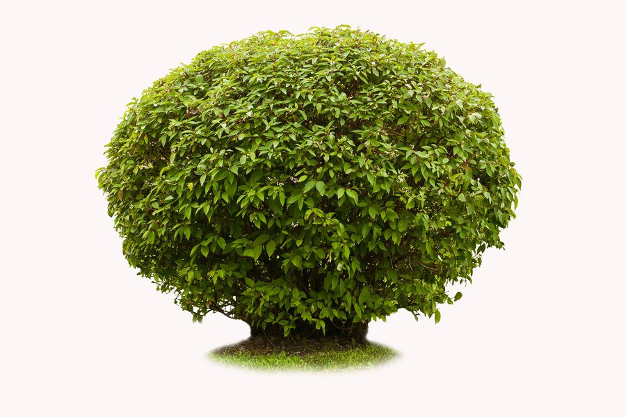 Mata Spanish to English Translation