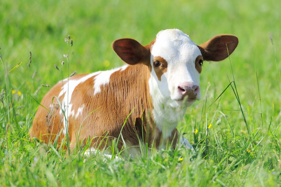 Calf Traductor de inglés a español