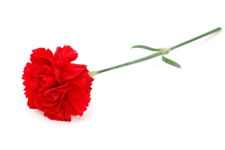 Clavel Spanish to English Translation